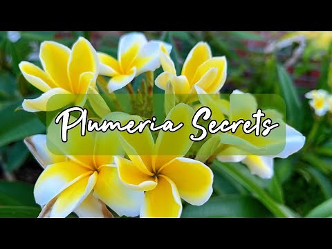 How To Grow Plumeria