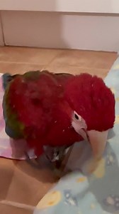 23K views · 2.6K reactions | Just look at this lot !藍藍 I unlocked their cage door and went to sit on the mat, hidden ... they couldn’t see me.. but they all headed over.. then they saw the dreaded iPhone 藍.You would think it was a machete by the reaction.. then they decided they would be brave and go and play . Baby Ziggy’s face though when he rounded the corner and saw the camera!!藍路‍♀️ | Macaws And More | Facebook