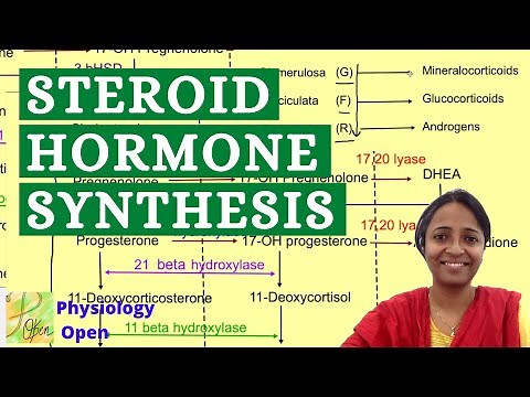 Steroid hormone synthesis pathway | Adrenal gland hormones | Endocrine system lecture mbbs 1st year
