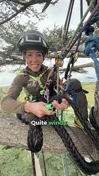 Installing a Cobra Bracing system into a truly huge Cedar tree.