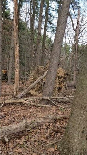 Uprooted trees from windstorm 💨