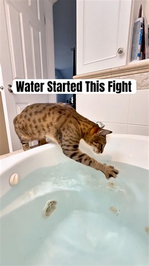 Two Savannah Cats React to Water VERY Differently