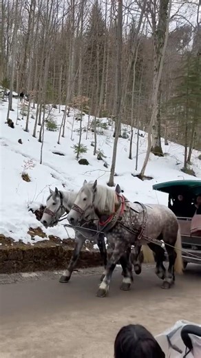 Horse rides (Cart) | Neuschwanstein castle ❤️ please follow 🙏