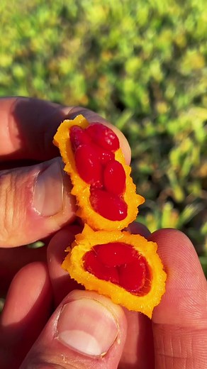 Discovering Wild Bitter Melon: A Unique Combination of Sweetness and Medicinal Bitterness