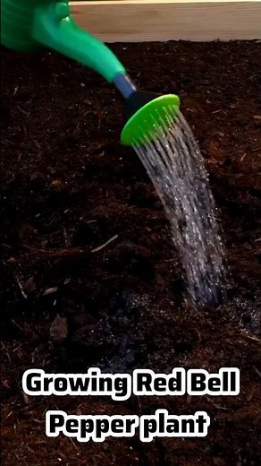 Growing Red Bell pepper plant | timelapse growing | Shimla mirach growing #vegetablegrowing