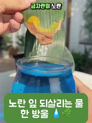 식물 회복제로 생명을 되찾는 기적