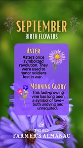 25K views · 580 reactions | Asters and morning glories bring vibrancy to the garden as summer fades and fall arrives. . . learn all about your September birth flowers here! Almanac.com/september-flower | The Old Farmers Almanac | Facebook