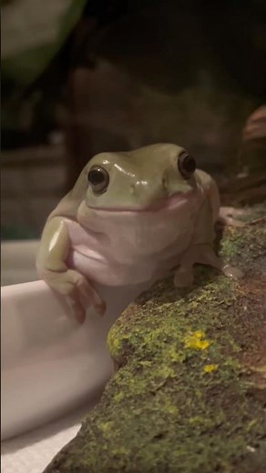 CARING FOR DUMPY TREE FROGS