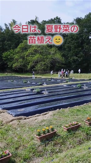 【農園】夏野菜の苗植え完了😄👍2026.4.19 #農園#家庭菜園#home garden#苗植え#planting#キュウリ#Cucumber#トマト#tomato#なすび#Eggplant