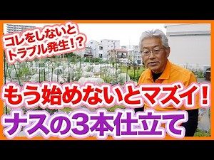 家庭菜園や農園でナスの3本仕立て！基本的な支柱の立て方と誘引のやり方！失敗しないナスの育て方を徹底解説！【農園ライフ】