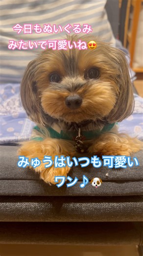 ただただ可愛いヨーキー #癒し #ヨークシャーテリア #かわいい #犬 #ヨーキー #yorkie #dog