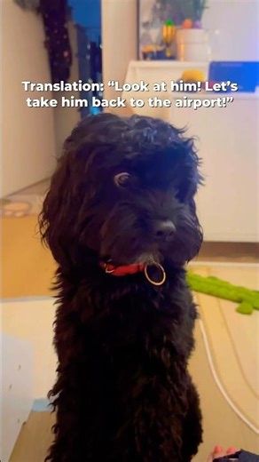 Please go ahead and voice your opinions Max. Such a vocal boy 🥲#melbourne #cavapoo #cavoodle