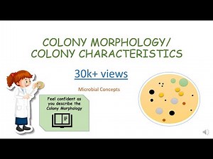 BACTERIAL COLONY MORPHOLOGY / CHARACTERISTICS | Microbiology basics | FY BSc practical series