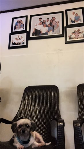 Bday maintennce!!! #dogmaintenance #ckd #puppy #dog