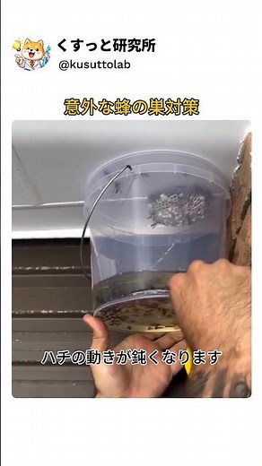 スズメバチの巣を簡単に駆除する方法