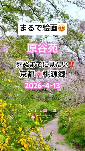最新4/13🌸原谷苑🌸遅咲き桜‼️まるで桃源郷😍✨ #桜 #開花情報 #賞櫻 #原谷苑 #金閣寺