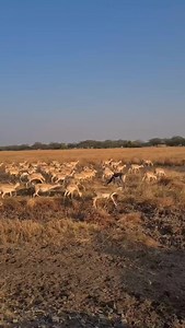 52 reactions | Black buck in India. They have been protected for many years and are now out of control. Same with Bluebulls. The government solution is to have them shot and buried. What a criminal waste. Hunting benefits conservation. #huntersnetworks #sci #dsc #biggamehunting | HuntersNetworks | Facebook