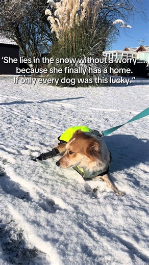 Devon: A Rescue Dog's Snow Day Adventure