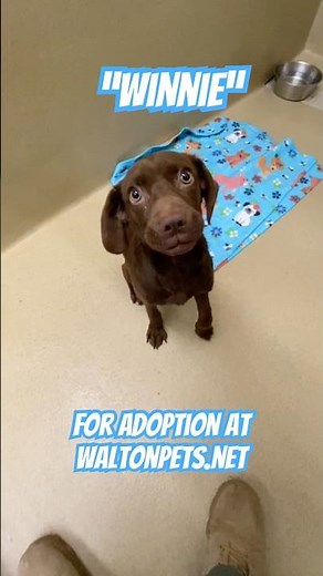 Chocolate Lab mix puppy “Winnie” for adoption at waltonpets.net in Monroe GA Animal Shelter