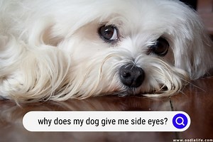 Dog Side Eye Explained (Why Does My Dog Give Me Side Eyes?) - OodleLife®