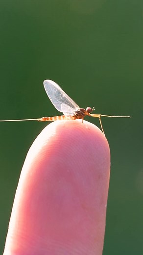 3 Simple Tips to Unlock Your Fly Fishing Potential | Venturesflyco