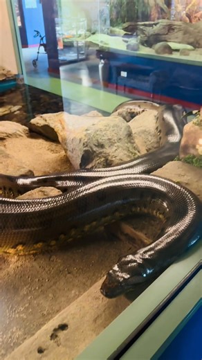 When people keep commenting I’m a fat snake… but they don’t know I’m still FASTING for few months now. 😩🤣 #GreenAnaconda #JustThick #BodyPositiveSnake #SerpentariumTasmania | Serpentarium Wildlife Park Tasmania
