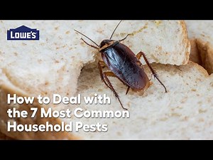 How to Deal With 7 Most Common Pests: Video Guide