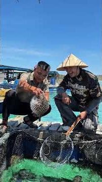 Review đảo Phú Quý, nơi ăn hải sản bao ngon, Làng Bè Phú Qúy Trips #daophuquy #dulich