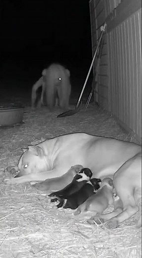 Pitbull Father Attacks Creepy Creature Sneaking Toward Mother & Puppies – Night Farm CCTV