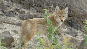 Coyotes suspected in rising pet disappearances in Draper