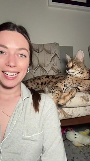 Chloe the Serval: A Hilarious Encounter with a Snack