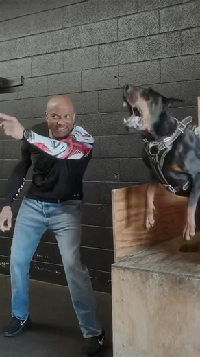 1.6K views · 37 reactions | Table work is one of the best tools to bring out the best in a dog’s defense but intensity. All these things are building blocks and tools. ⚒️ | European Doberman Stud | Facebook