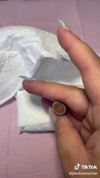 Baby lithops!✨🪴 #plantlife #fypシ #succulent #plantmom #propagation #garden