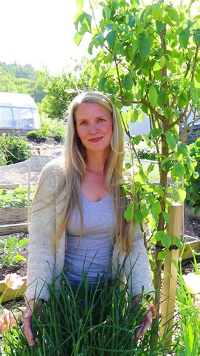 Welcome to Lovely Greens 💚 I'm Tanya Anderson, organic gardener, soapmaker, YouTuber, and author. I live in the Isle of Man in the British Isles with a temperate climate similar to the PNW in the USA - approx. Zone 8b. I grow using no-dig(ish) and organic principles in my half-acre garden. It's made up of a large in-ground garden, raised beds, a Polycrub, greenhouse, hedges, wild areas, pots and containers, and plants everywhere you look! My garden is productive but wildly beautiful, and I use 