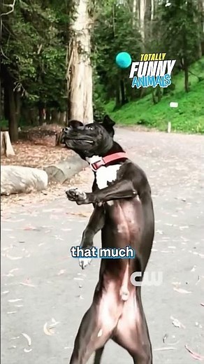 Dogs in Slow Motion #funnyanimals #dogs #slowmotion