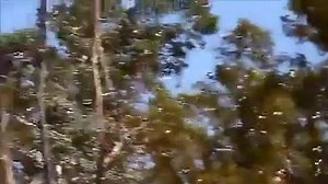 1.7K views · 22 reactions | Wild Cockatiels in Australia..... | Pakistan Aviculture Pavilion Welfare Organization | Facebook