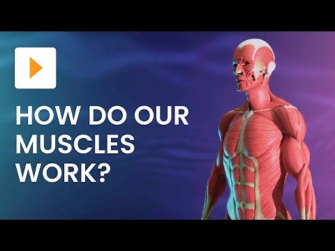 The Major Muscles of the Human Body | Science | ClickView