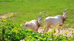 Scimitar oryx or scimitar-horned oryx (Oryx dammah, Sahara or algazel), is once widespread across North Africa which went extinct in wild in 2000.
