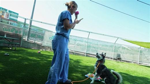 Seattle Vet's endearing Instagram posts lead to dogs finding forever homes