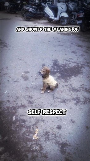 Puppy showed the meaning of self respect #viral #shorts