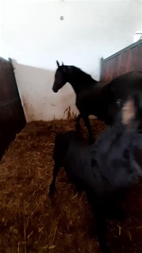 Video di HORSE FRISONE (@horsefresain) con original sound - kenshi