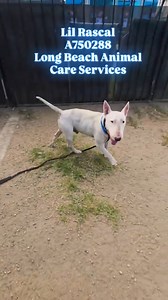 Lil Rascal A750288 2 Year Old Male Miniature Bull Terrier URGENT Needs Rescue Or Adoption ASAP This handsome (people & dog friendly) little man just wants to play & have a good time, and he sure isn't able to get enough of it locked inside a kennel. Lil Rascal is in dire need for help through an animal rescue or breed-savvy owner ASAP #ThisIsNotADrill he is currently placed on the shelter's URGENT list & will likely soon have a time-sensitive exit date if he doesn't get help now! This young man