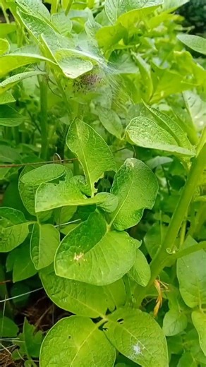 Pisaura mirabilis conosciuto anche come "ragno vivaista" con prole appena nata. spettacolo 😍
