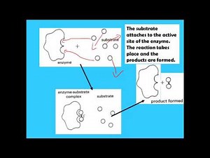 Enzymes for IGCSE Biology
