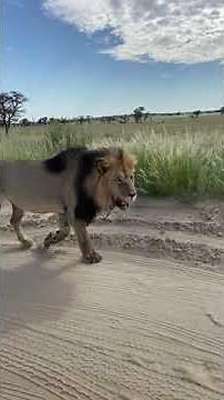 One of the Largest Male Lions in Africa