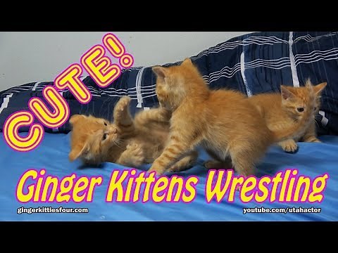 Cute Ginger Kittens Playing & Wrestling