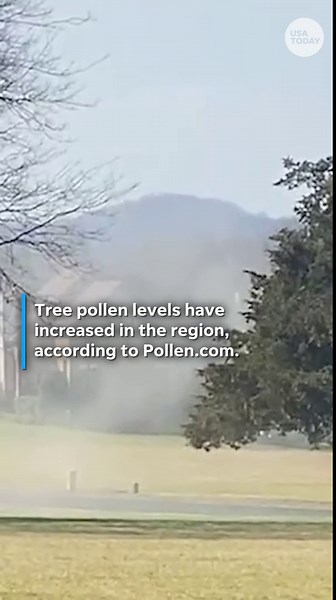 Large 'pollen bomb' caught on camera, see video