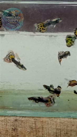 Yellow Tiger🔥#guppy #reels #aquarium #fish