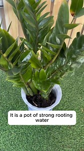 Recipe for making root stimulant for plants #gardenlove #gardendesign #gardenersofinstagram #gardenersworld #garden_styles | Gardening Lover