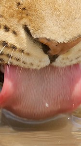 Leopard Drinking 🎥 Chobe National Park, Botswana . . . #leopard #chobe #botswana #slowmotion #animals #africa #safari #wildlife #shotonred #bigfive #slowmo #wildlifephotography | Moving Pictures Africa
